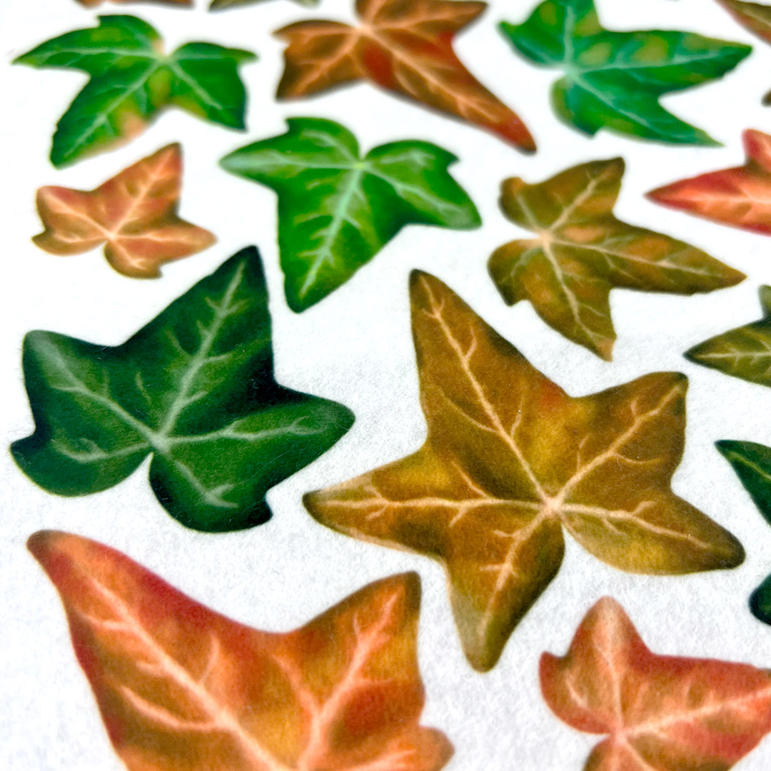 Foglie edera verdi e autunnali su sfondo bianco