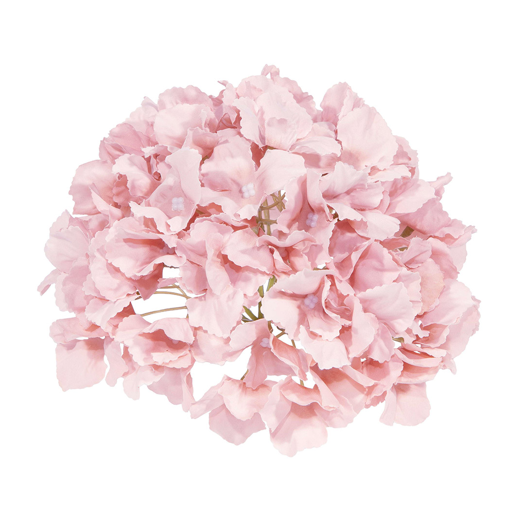 Ortensia rosa chiaro in fiore