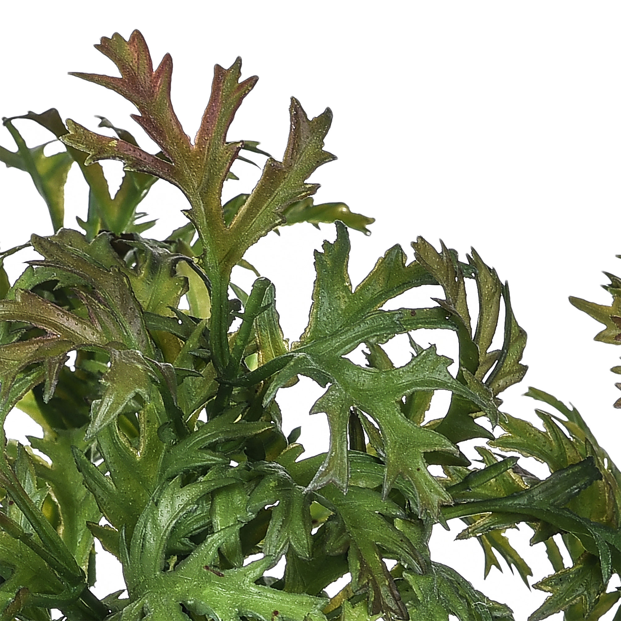 girasole 22 cm 99bot002