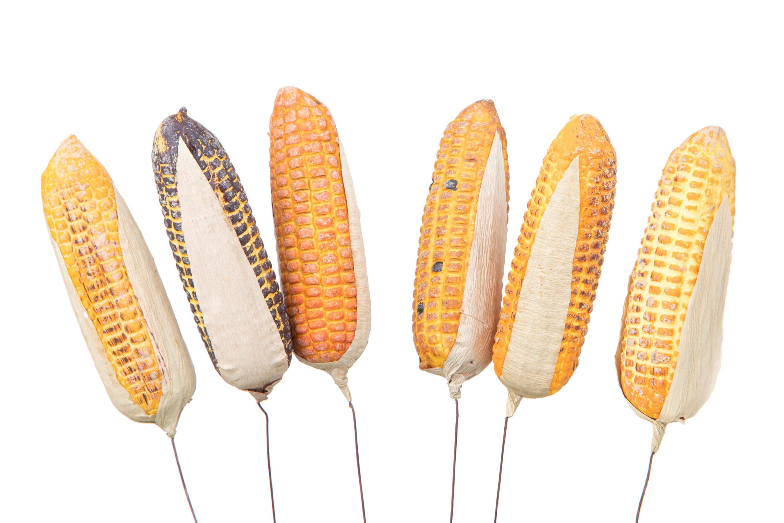 Pannocchie di mais essiccate su sfondo bianco