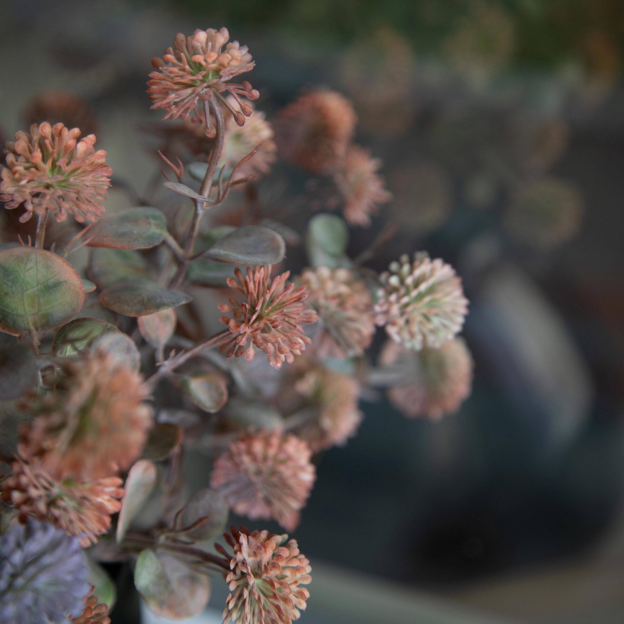 Primo piano di piccoli fiori rosa sfocati